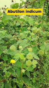 Image result for Abutilon indicum
