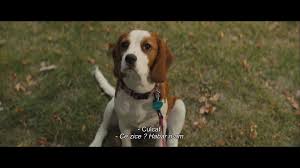 Acum însă a apărut cineva care are mai multă nevoie de el. Cainele AdevÄƒratul Meu Prieten Trailer Subtitrat Cainele AdevÄƒratul Meu Prieten 2 21 06 2019 Facebook