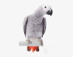 Download african grey png image for free. Parrots And Birds African Grey Parrot Transparent Png Image Transparent Png Free Download On Seekpng