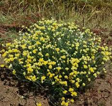 Image result for Helichrysum chasei
