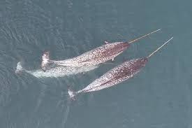 FAU | Drone Captures Narwhals Using Their Tusks to Explore, Forage and Play