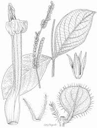 Image result for Eriosema pentaphyllum