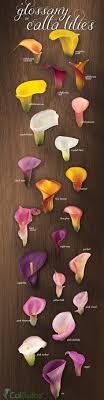 Their flowers normally emerge in mid to late summer and last for weeks, but their leaves remain attractive all season calla lilies will grow multiple leaves and flower stems from one bulb. 170 Calla Lillies Ideas Calla Lillies Calla Calla Lily