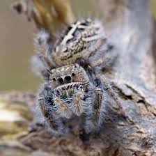 Image result for Emilia brachycephala