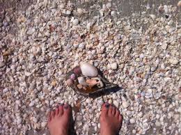 We had visited sanibel island to go shelling on bowman and. Tag 8 Sanibel Island Outlets Alligator Und Miami Sabine Rueland Yogastadl