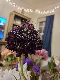 Maybe you would like to learn more about one of these? This Now Dead Dying Flower Purchased From Trader Joe S It Was Purple And Puffy And With Age The Flowers Have Receded It Is A Long Featureless Stem Below I Was Thinking Allium But