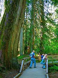 Aktivity v blízkosti atrakce grove of the patriarchs. Huge Douglas Fir Trail To The Grove Of The Patriarchs Mt Rainier National Park Washington Photograph By Ruth Hager