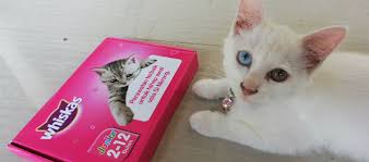 478990 barang ditemukan dalam makanan & snack kucing. Update Harga Whiskas Di Alfamart Dan Indomaret Daftar Harga Tarif