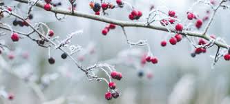 Maybe you would like to learn more about one of these? 5 600 Winter Scene Free Stock Photos Stockfreeimages