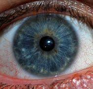 Eye Color Wikipedia