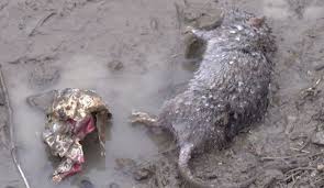 I calvinisti francesi trucidati la notte di san bartolomeo; Cesena Emergenza Ratti Individuata La Tana Dei Topi A Gattolino Video