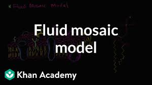 Fluid Mosaic Model Of Cell Membranes Video Khan Academy
