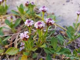 Image result for Lippia oatesii