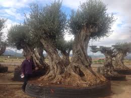 Ancient Gnarled Olive Tree For Sale Available To Order Olive Trees For Sale Olive Tree Organic Gardening