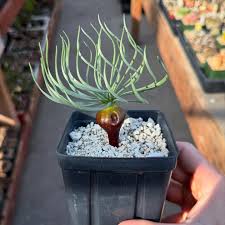 Image result for Gethyllis