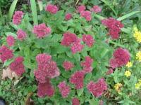 Dahlias need a resting period and are usually dug and stored after the tops turn yellow at the end of the season. Dahlias How To Plant Grow And Care For Dahlia Flowers The Old Farmer S Almanac