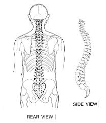 The core idea of its existence is to make best use of a. Human Backbone Diagram Page 1 Line 17qq Com
