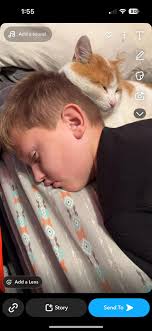 Lost cat Simba near Chief Charlo school in Missoula