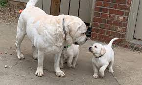 Puppies for sale from dog breeders near indiana. Kinglabradors Raising Quality Family Raised English Labrador Retrievers