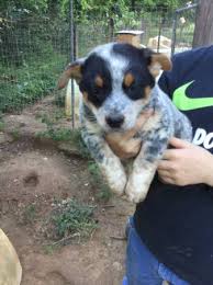 Australian cattle dogs are referred to as heelers because of their manner of herding cattle. Craigslist Blue Heeler Puppies For Sale Off 51 Www Usushimd Com