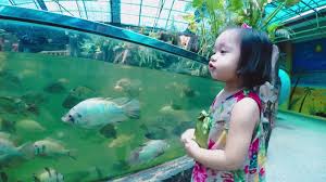 Jh hizami doesn't recommend akuarium, batu maung, penang. Aquarium Tunku Abdul Rahman 2019 Youtube
