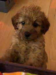 Red Cavapoo Pups Liverpool Merseyside Pets4homes Cavapoo Poodle Poodle Puppy