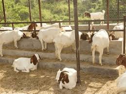 < before entering the goat farming business, knowing about the goat farming business plan is quite necessary to get success in goat farming. An Ultimate Guide On Livestock Farming Business Plan