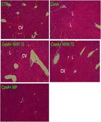 Image result for Neoboutonia melleri