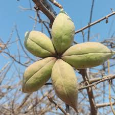 Image result for Sterculia rogersii