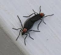 Florida Love Bugs Are In The Air And On Your Windshield And In Your Hair And Love Bugs Pest Solutions Florida