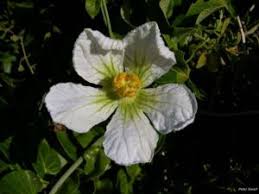 Image result for Lagenaria sphaerica