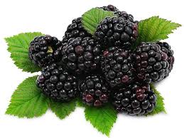 We did not find results for: Mulberry Edible Fruitare Health Benefits Mulberries Vs Blackberries