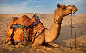 فوائد بول الابل العلاجيه المذهله وطريقه استخدامه واضراره موسوعة