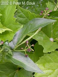 Image result for Vincetoxicum heterophyllum