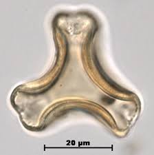 Image result for Helixanthera