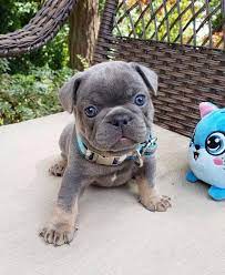 Adorable blue fawn french bulldog female puppy with blue eyes is available! Akc French Bulldog Puppies For Sale Paradis French Bulldogs Home 2020