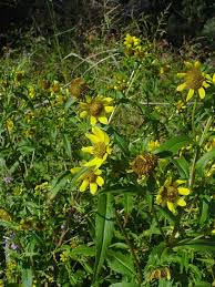 Image result for Bidens schimperi