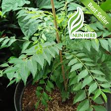 Cara tanam pokok bunga kertas bougainvillea paling senang. Bibit Tanaman Salam Koja Pohon Salam Koja Daun Kari Lazada Indonesia