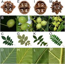 Image result for Juglans