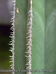 Image result for Lophocereus marginatus