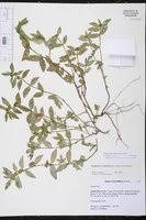 Image result for Euphorbia ophthalmica