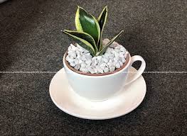 Whether indoors, in your garden or on your balcony, these spiky beauties can put up with almost anything. Dwarf Snake Plant In Ceramic Tea The Plant House Pokhara Facebook