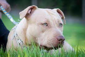 The american bull terrier is a global icon. White American Pitbull Terrier Lying On Green Grass Field Free Stock Photo