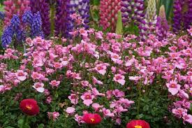 Image result for Diascia