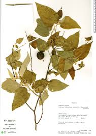 Image result for Guazuma