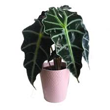 Bu bitkiler oldukça hızlı büyüdüklerinden eğer bahçenizde fil kulağı istiyorsanız oldukça geniş bir yer ayırmanız. Alocasia Polly Fil Kulagi Aden Tasarim Ic Mekan Bitkileri Yesil Yaprakli Bitkiler