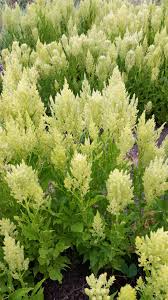 Image result for Seidelia