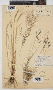 Image result for Eragrostis chapelieri
