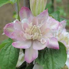 The variety has received the royal horticultural society's award of garden merit (1993). Clematis Innocent Blush Perennial Resource