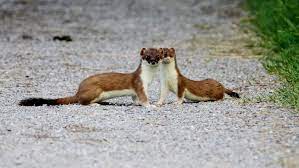 Ermine (the white fur of this animal). Stadtwildtiere Deutschland